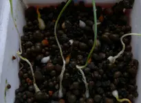 TulpenBabys3.webp