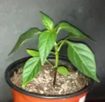 Chili A 3.webp
