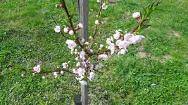 obst_nektarinen_02_20120403.webp