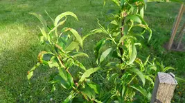 obst_nektarinen_03_20120503.webp