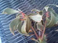 braune.webp