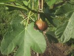 obst_55_2011_0707.jpg