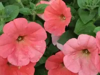 010.webp