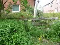 gartenblume 001.webp