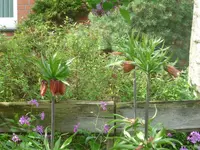 gartenblume 002.webp