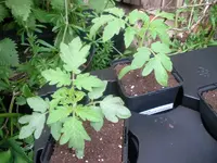 tomaten.webp