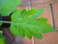 DSC01973.webp