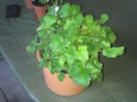 Monatserdbeere.webp