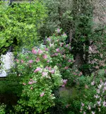 IMG_2994.webp