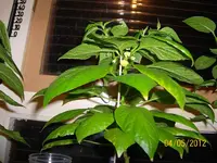 Frucht WG HabaPap100_0867 (Medium).webp