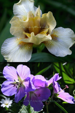 Anfang Mai 2012 Vita.webp