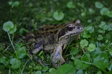 froschkönig.webp