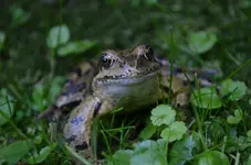 froschkönig1.webp