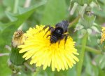 DSC_7319 Steinhummel.jpg