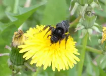 DSC_7319 Steinhummel.webp
