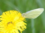 DSC_7317 Schmetterling.jpg