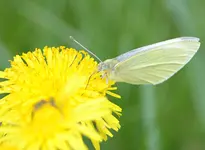 DSC_7317 Schmetterling.webp