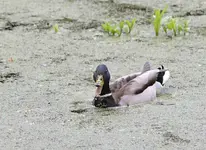 DSC_7286 lachende Ente.webp