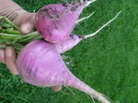 Radieschen 04-05-2012.webp