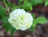 Schneeballblüte.webp