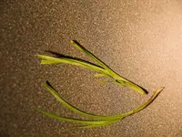 E5003691.webp