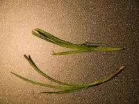 E5003692.webp