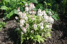Garten 4 2012 3 011.webp