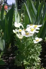 Garten 4 2012 3 014.webp