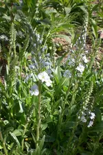 Garten 4 2012 3 015.webp