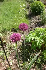 Garten 4 2012 3 016.webp