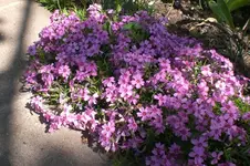 Garten 4 2012 3 019.webp