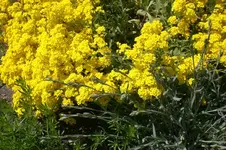 Garten 4 2012 3 021.webp