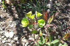 Garten 4 2012 3 027.webp
