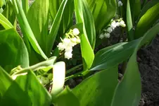 Garten 4 2012 3 029.webp