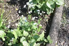 Garten 4 2012 3 028.webp