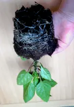 Paprika groß B Wurzeln.webp