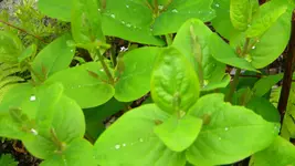 DSCN2470.webp