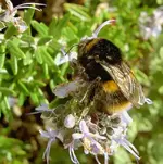 fleissig.... (1).webp