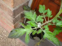 DSC01980.webp