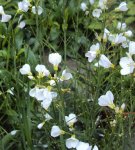 DSC02733 - 2012-05-05- wiesenschaumkraut.JPG