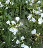 DSC02733 - 2012-05-05- wiesenschaumkraut.webp