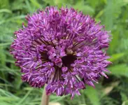 DSC02730 - 2012-05-05- zierlauch violett.webp