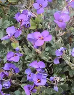 DSC02729 - 2012-05-05 - blaukissen.webp