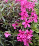 DSC02728 - 2012-05-05- polsterphlox rot.jpg