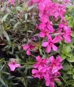 DSC02728 - 2012-05-05- polsterphlox rot.webp