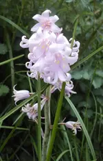 DSC02727 - 2012-05-05 - hasenglöckchen rosa.webp