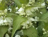 DSC02724 - 20120-05-05 - taubnesseln.webp