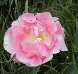 DSC02722 - 2012-05-05 - tulpe.webp
