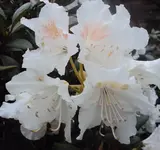 DSC02720 - 2012-05-05- rhodi.webp