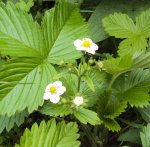 DSC02713 - 2012-05-05- erdbeeren.JPG